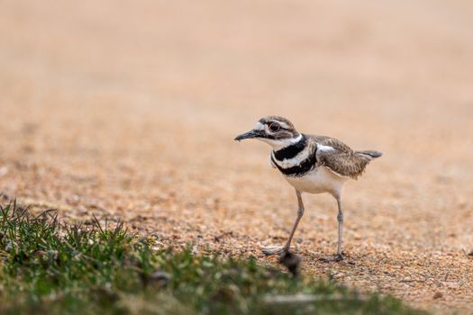 Predatory bird with pointed beak and ornamental plumage strolling on thin legs on shabby land near grass
