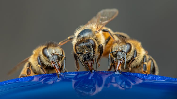 Bees Drinking Water On Gray Background