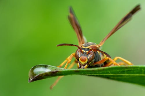 Wasp with big eyes resting on green leaf