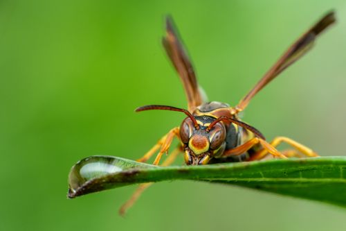 Free Macro of insect with wings and thin legs sitting on flexible plant leaf on green background Stock Photo