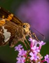 Closeup of butterfly with ornamental wings and thin legs feeding on bright blossoming flower on purple background
