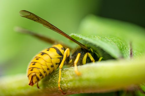 Free Closeup of bright insect with blots on abdomen and thin wings sitting on plant leaf Stock Photo