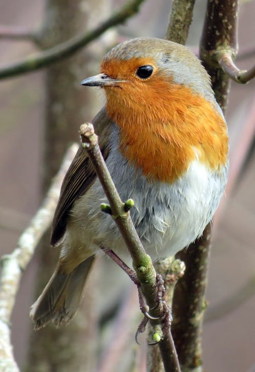 Grauer Und Gelber Vogel Im Ast