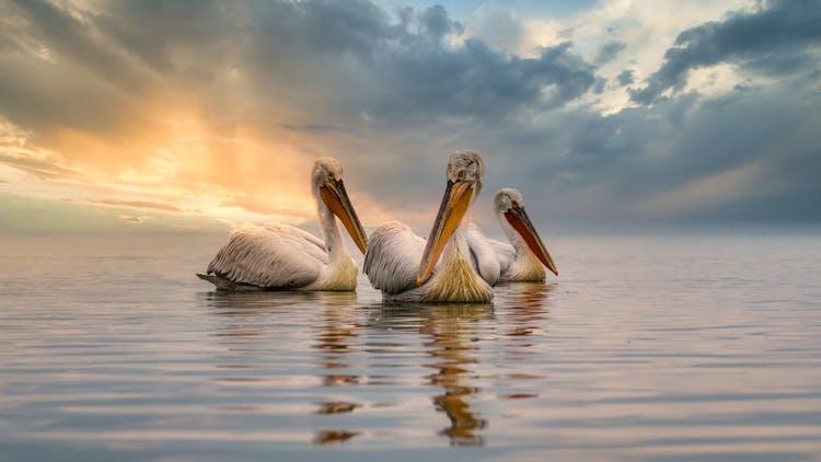 White Pelicans On Water