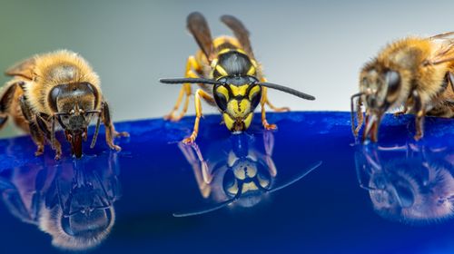Free Closeup of colorful insects with stripe abdomens and wings enjoying sweet blue liquid on gray background Stock Photo