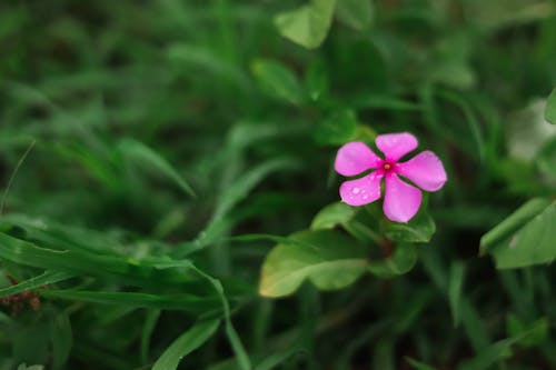 Free stock photo of pink flower