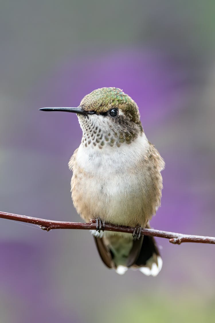 Hummingbird With Long Beak Resting On Twig