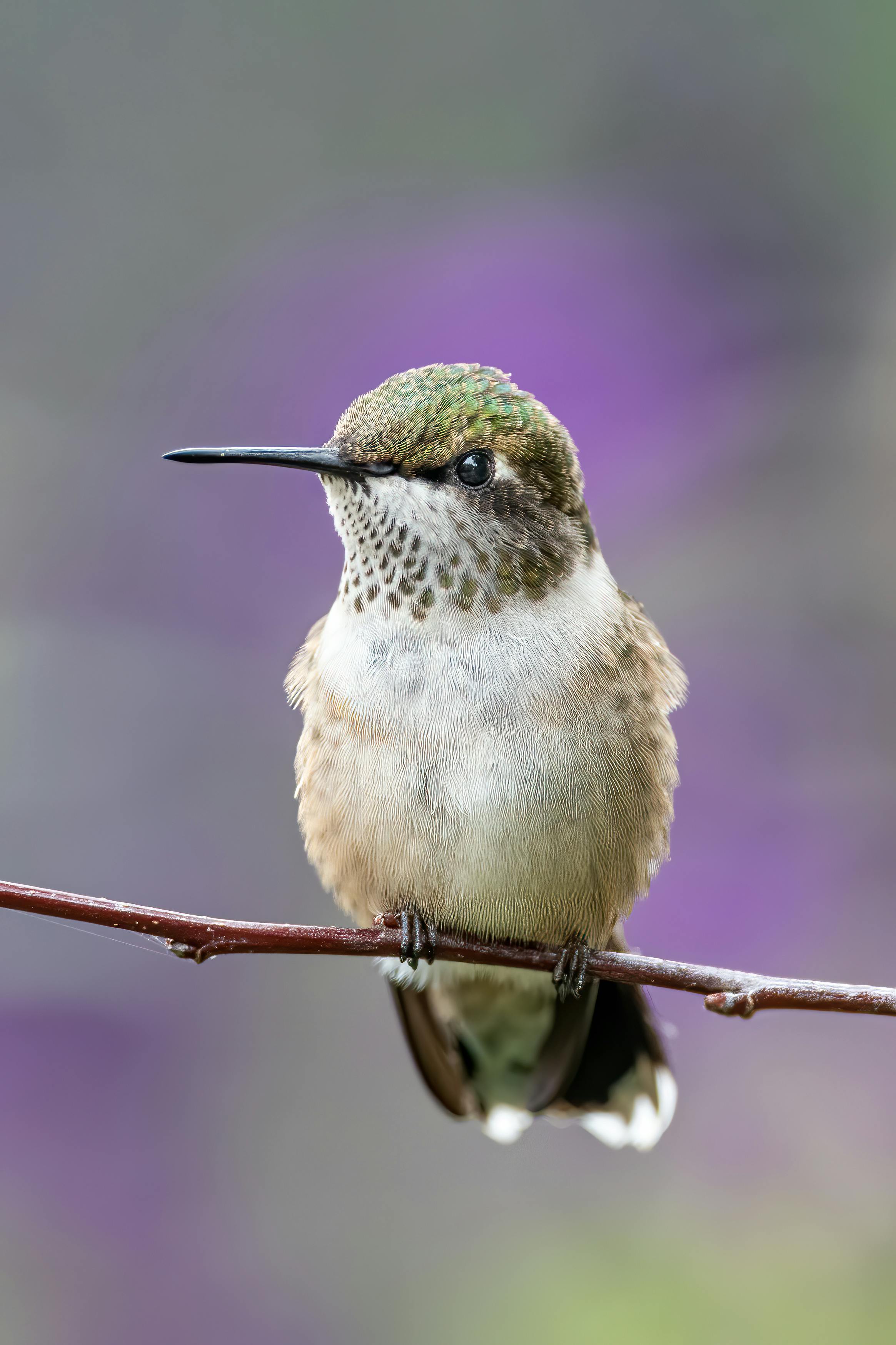 Hummingbird with long beak resting on twig · Free Stock Photo