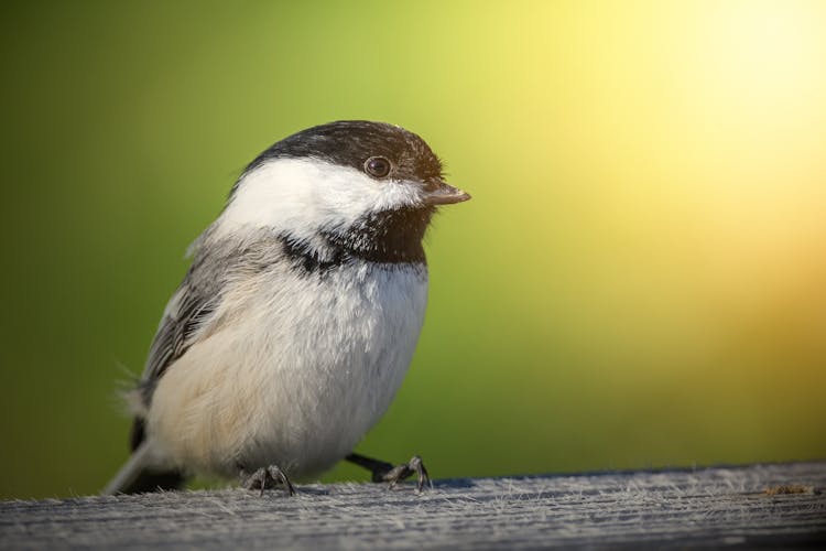 Black Capped Chickadee On Wooden Surface In Daylight