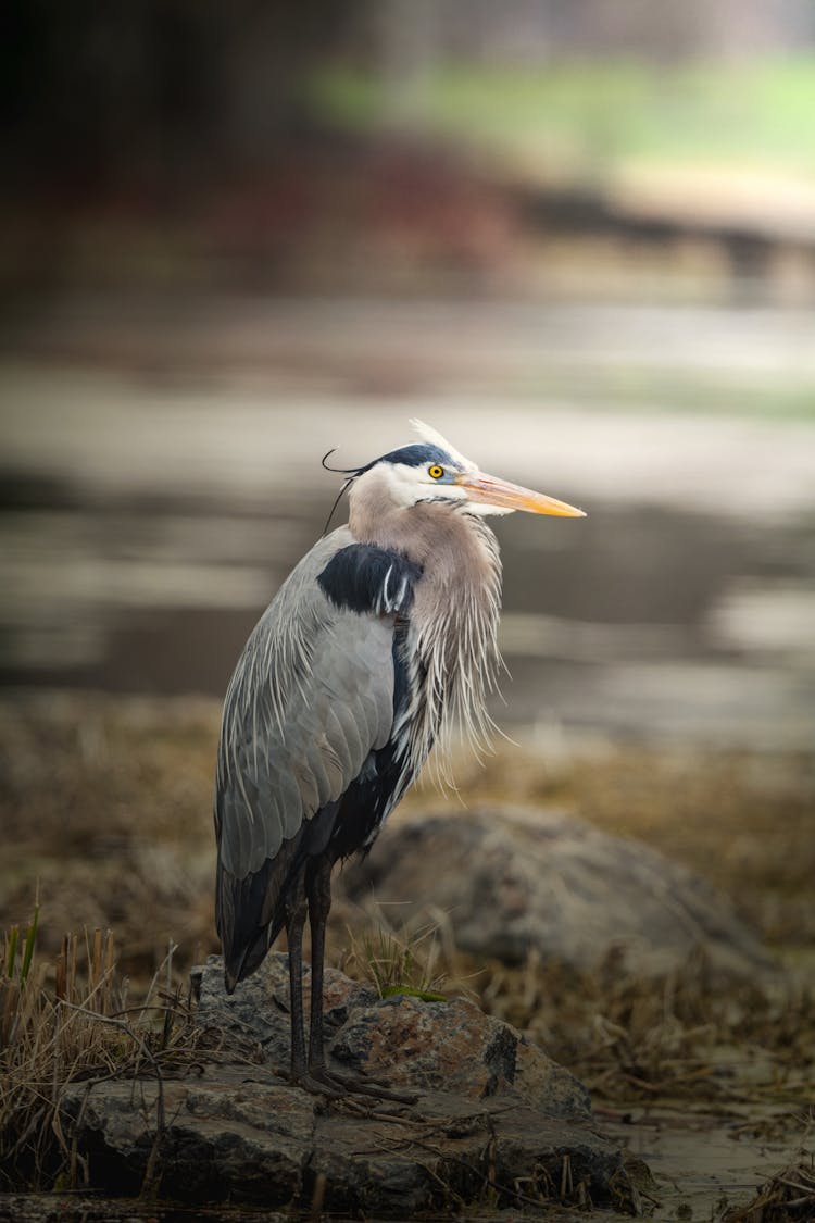 Great Blue Heron On Stone In Zoo