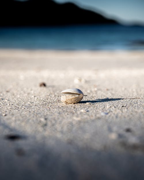 Kostenloses Stock Foto zu muschel, nahansicht, sand