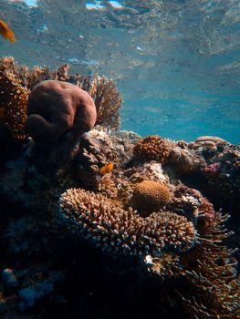 Massive stony formation of coral reefs and seaweeds located in blue transparent seawater