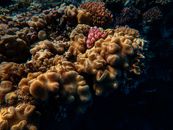 From above scenery of massive coral reef with seaweeds located on sea bottom in clean blue water
