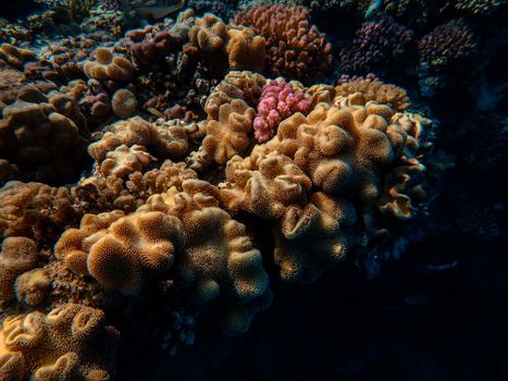 From above scenery of massive coral reef with seaweeds located on sea bottom in clean blue water
