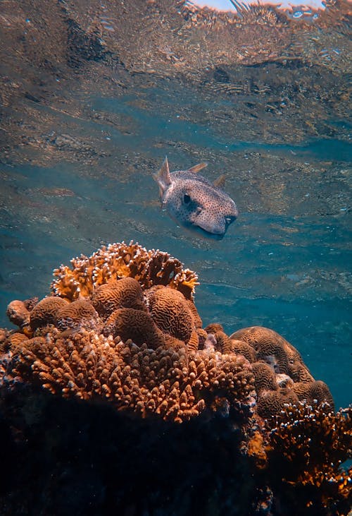 Exotic fish swimming near coral reef in sea