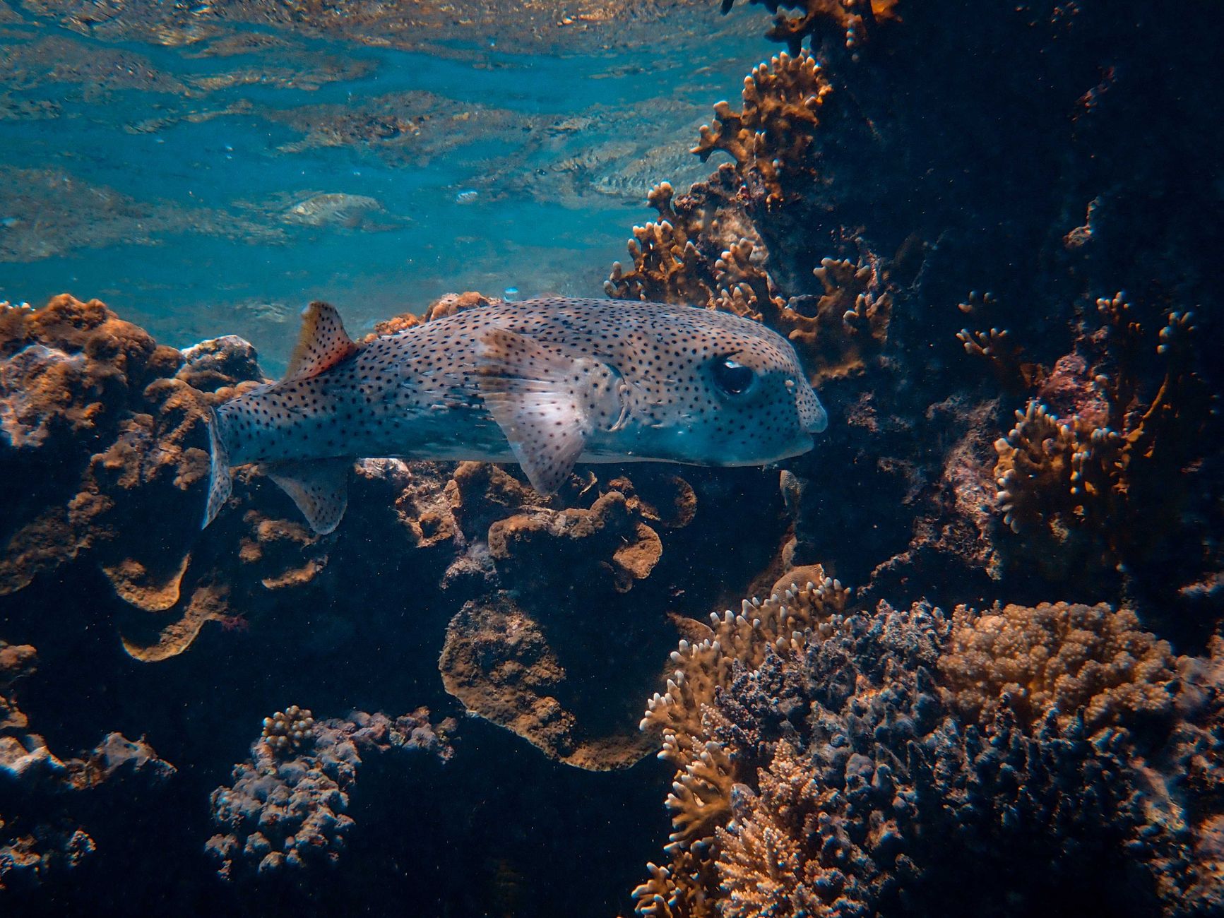A colorful underwater scene featuring coral reefs and a fish swimming peacefully.