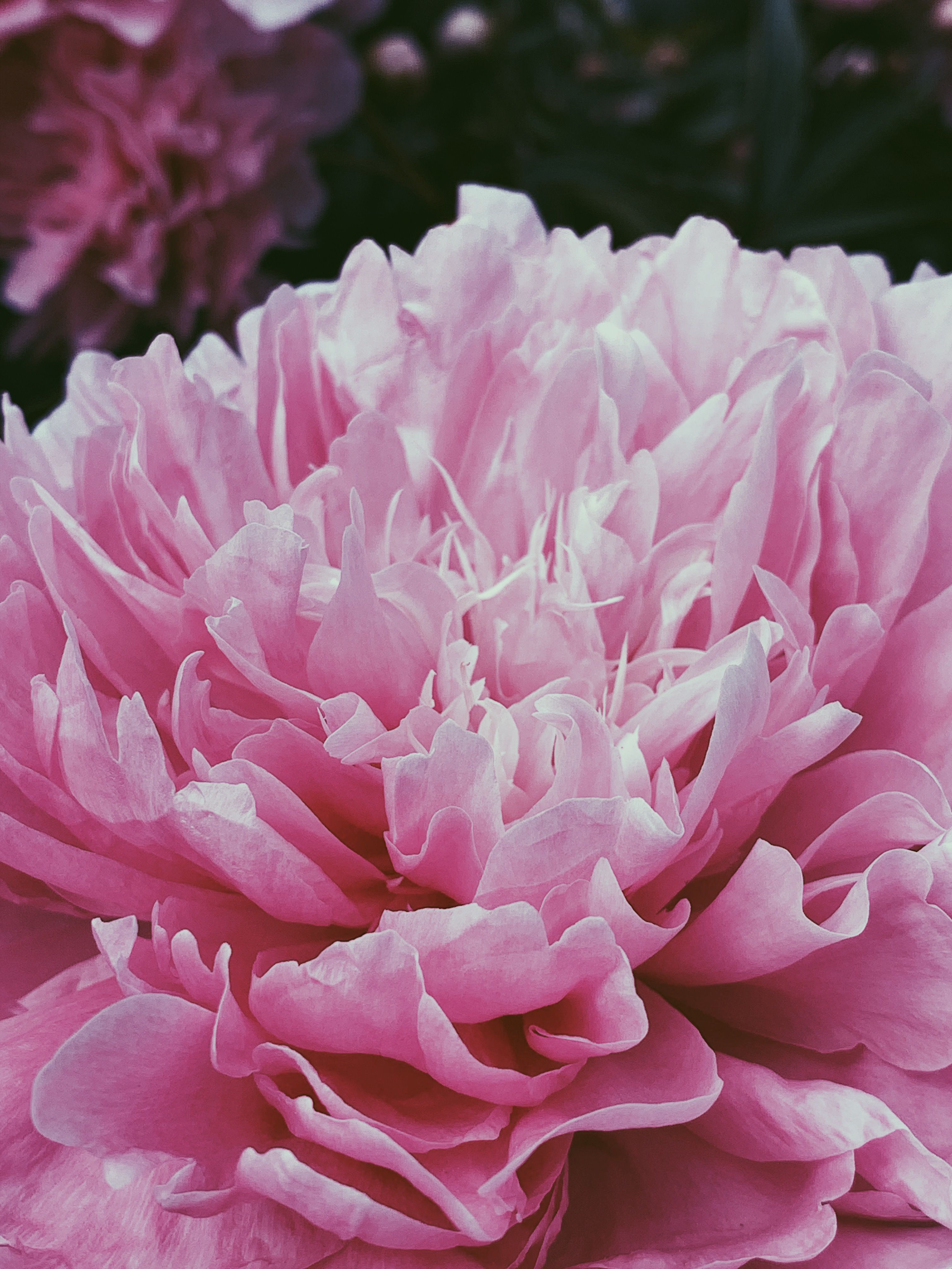 Blooming pink peony in sunny garden · Free Stock Photo