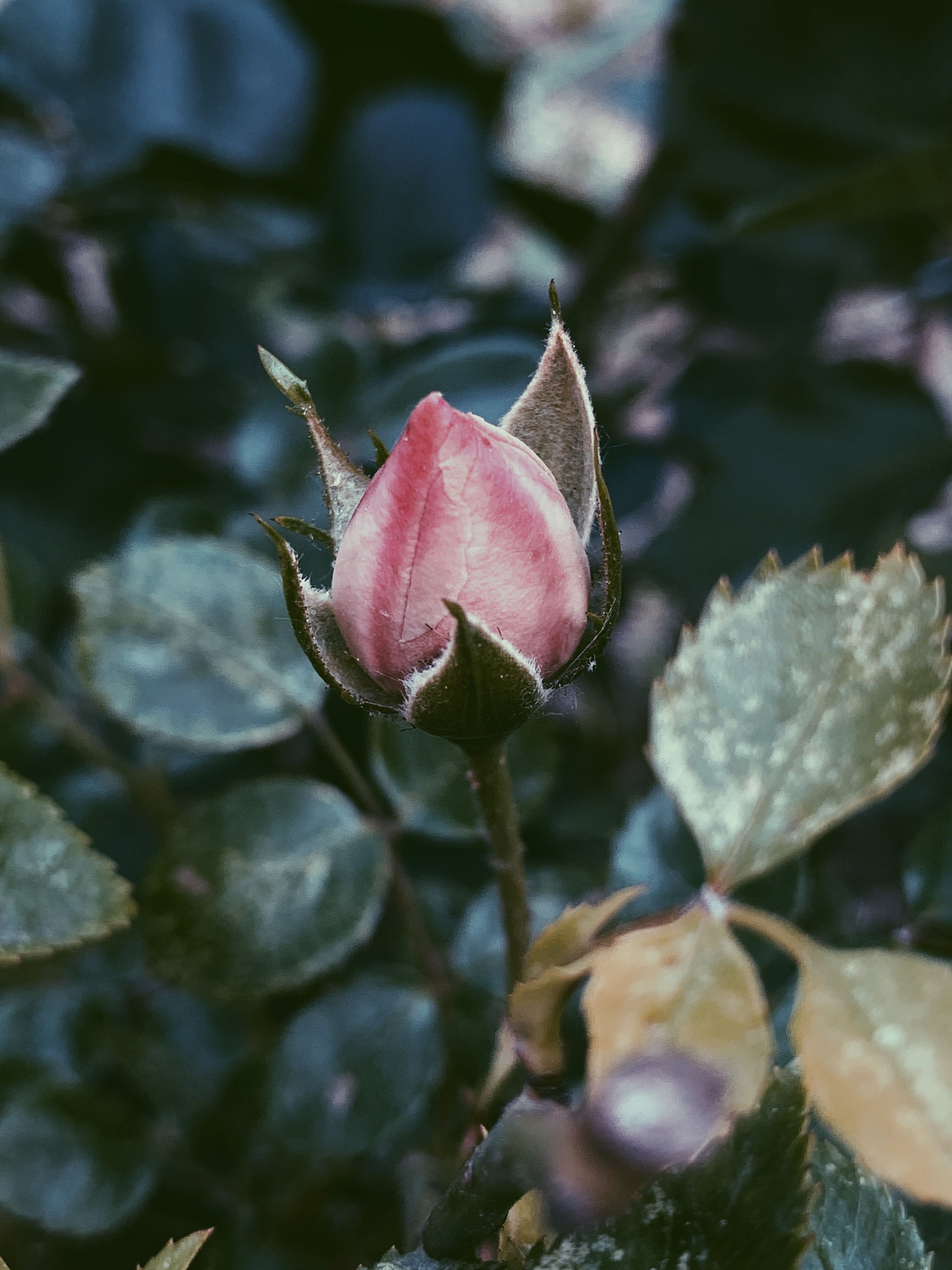 Delicate pink flower bud in garden · Free Stock Photo