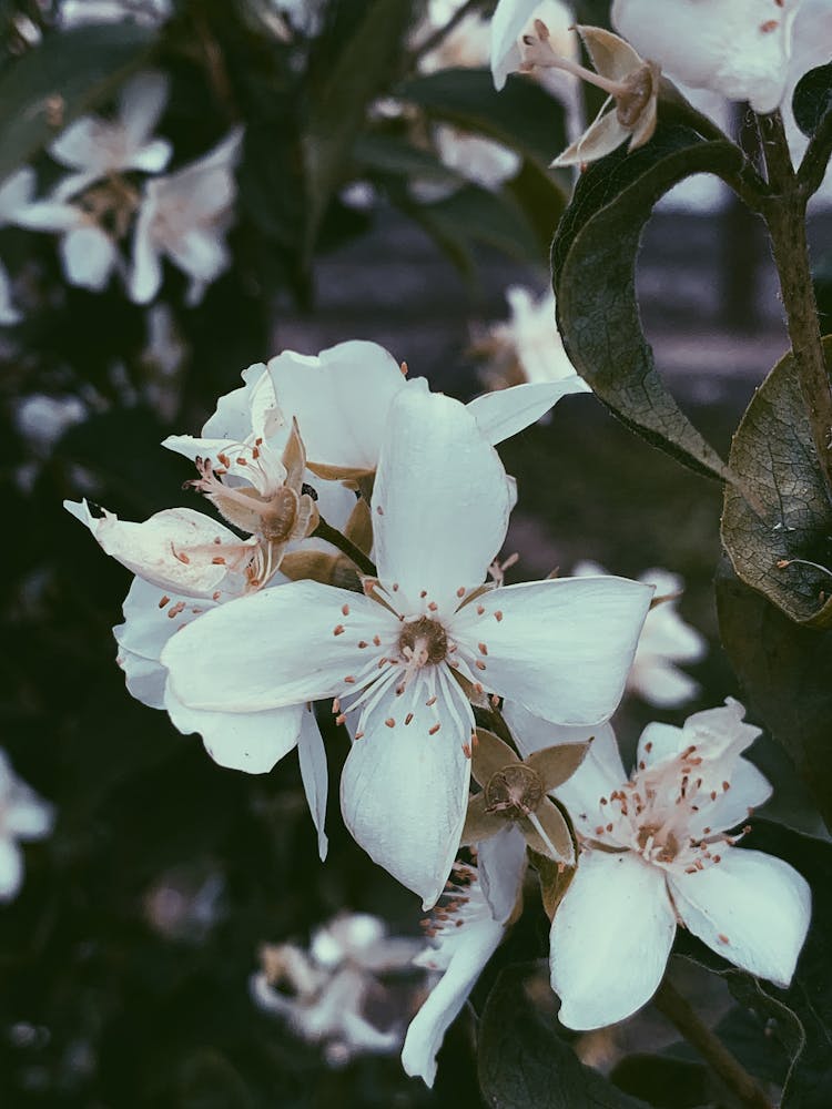 Pear Tree Blossoming With White Flowers In Garden