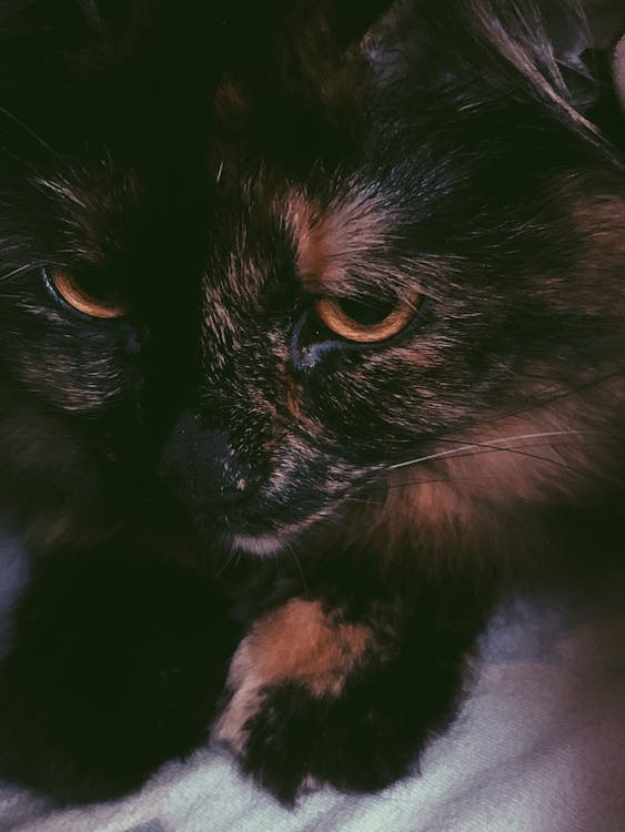 Adorable calm cat muzzle with black and red fluffy fur lying on white sheets