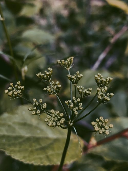 Free Closeup white tiny flowers of aise weed plant on thin stalk growing on lush green field in nature Stock Photo