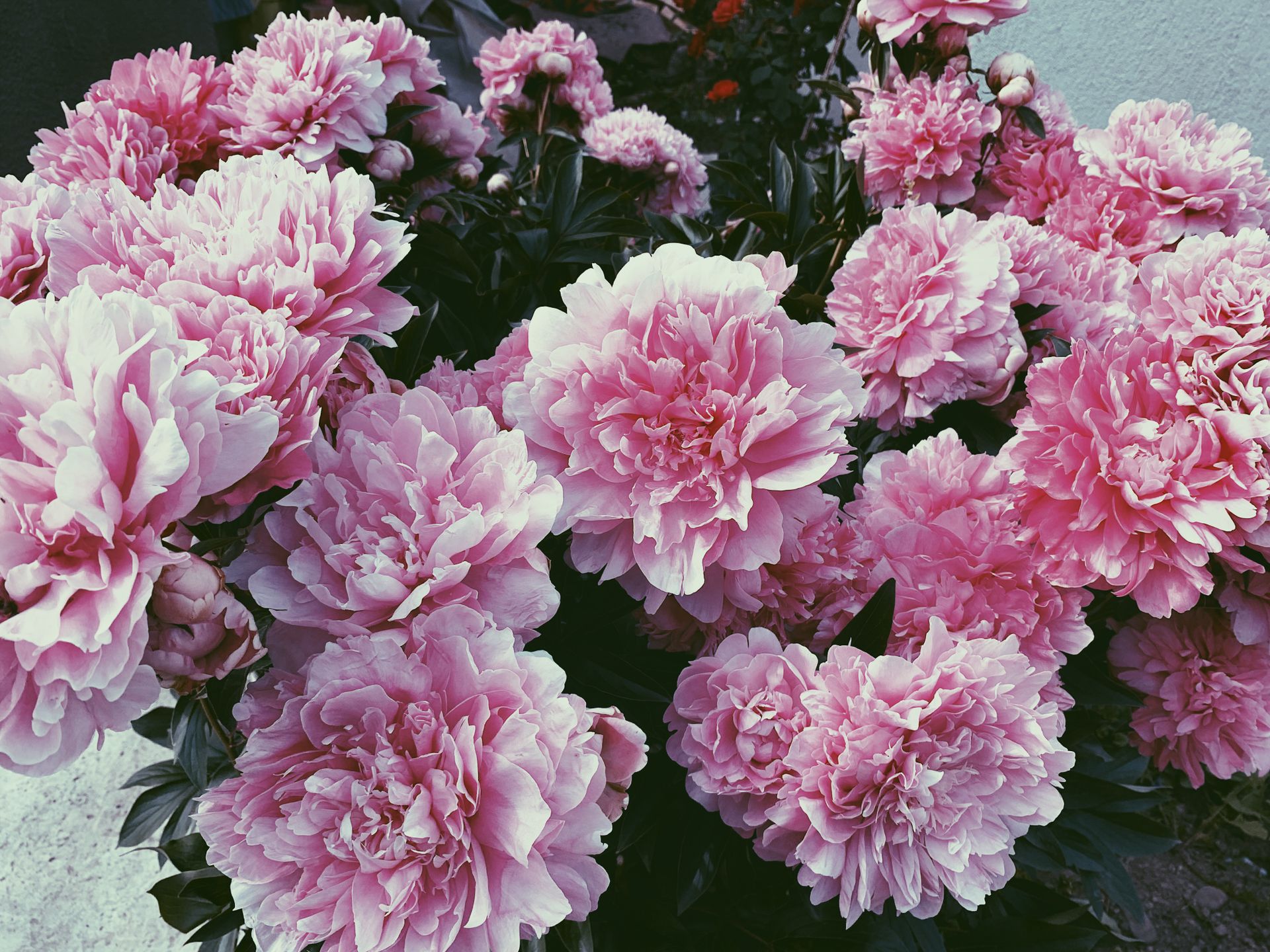A stunning cluster of vibrant pink peonies in full bloom captured in a garden setting.