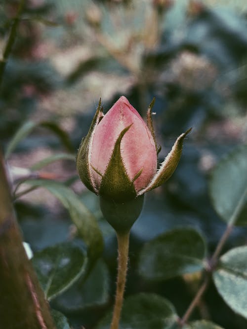 Bud of pink peony growing in nature