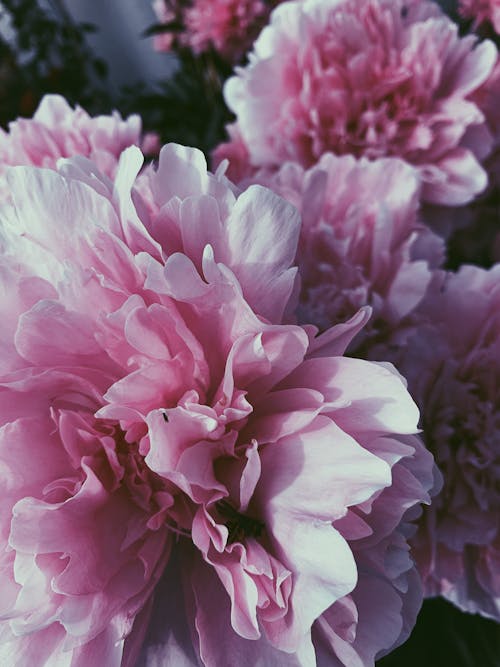 Top view closeup many decorative pink peony flowers cultivated in lush abundant garden