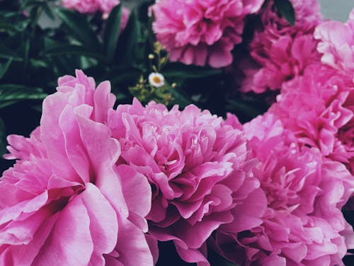 Bright pink peony flowers in green park