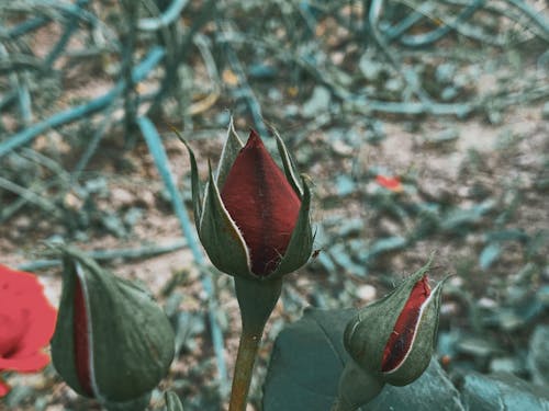 Red rose buds on flowerbeds and thin stalks growing in summer garden on clear day