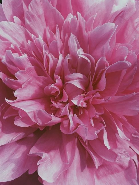 Top view macro wonderful vibrant peony flower with pink tender petals in daylight
