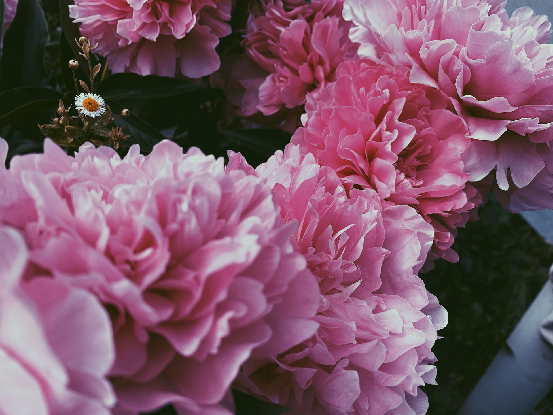From above closeup decorative fragrant peony flowers of pink color cultivated in pot at home