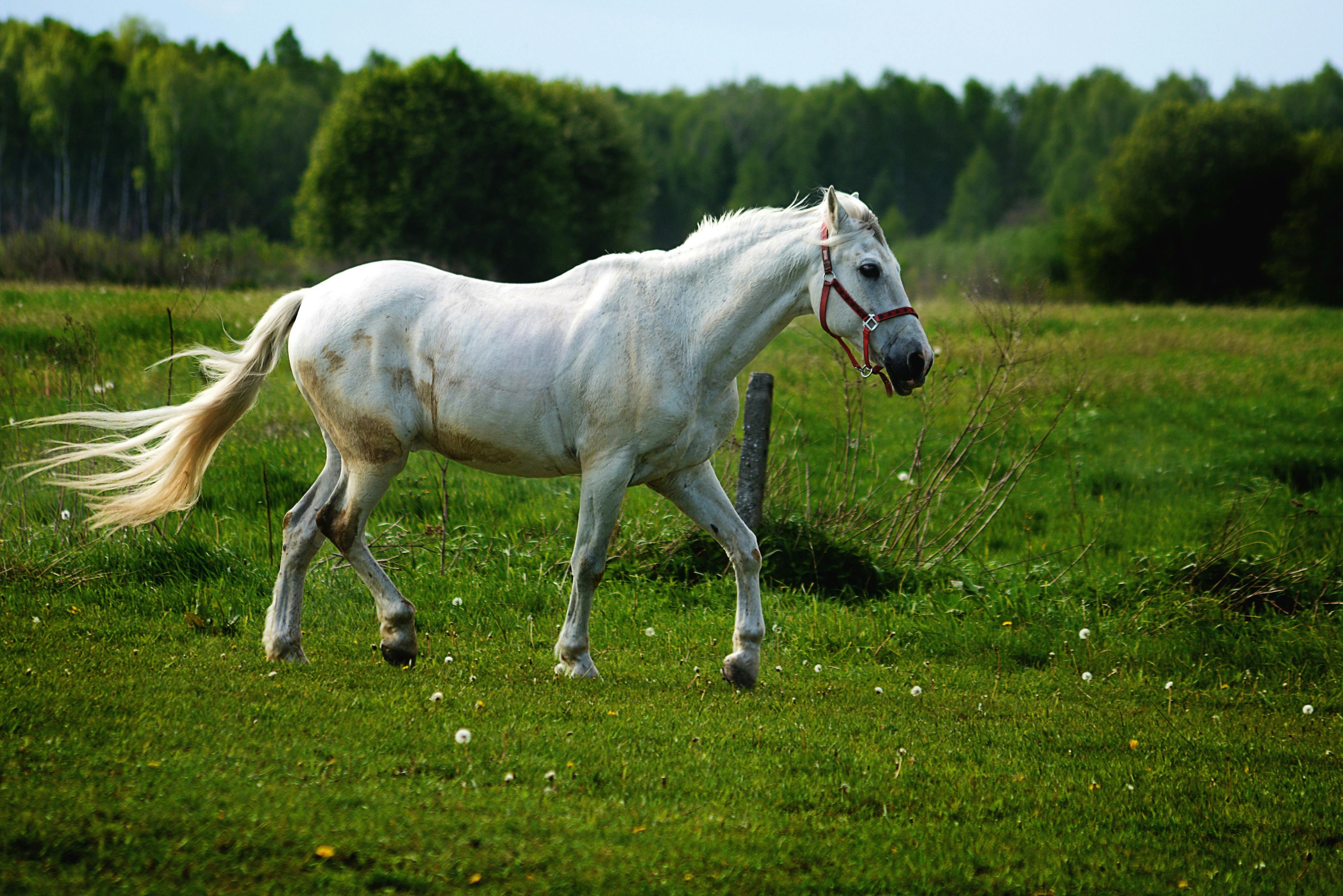 7,000+ Best Horse Photos · 100% Free Download · Pexels Stock Photos