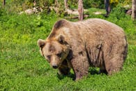 Bear Images