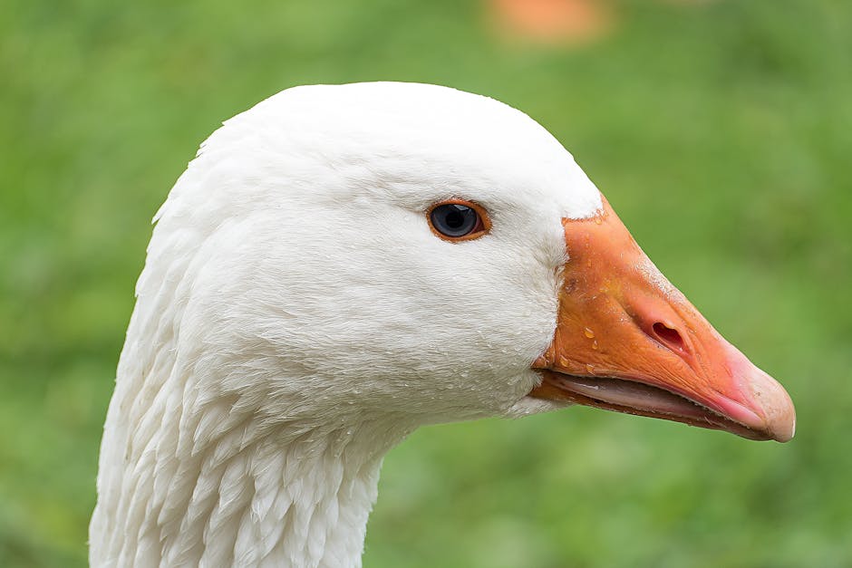 White Fur and Orange Beak Animal · Free Stock Photo