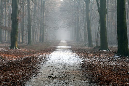 Free Path and Trees Stock Photo