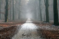 一条森林小路云雾缭绕，周围环绕着参天的树木和落叶