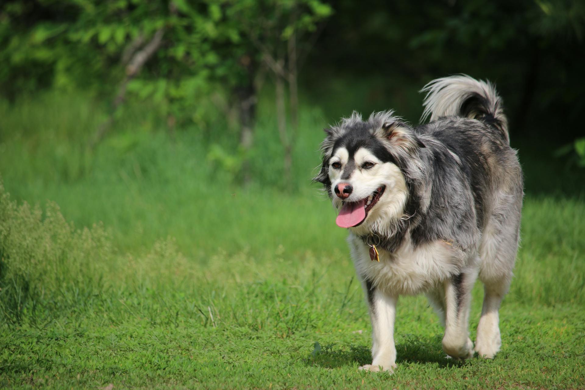 Cute Finnish Lapphund dog with collar walking on grassy lawn near green trees with tongue out