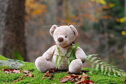 Gray Bear Plush Toy on Green Grass during Daytime