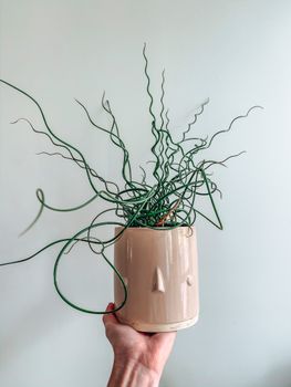匿名人士手持陶瓷花盆，白色背景下可见新鲜的绿色螺旋形灯草，其茎呈螺旋状
