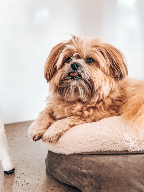 Funny fluffy purebred dog resting on soft plaid with tongue out and looking away