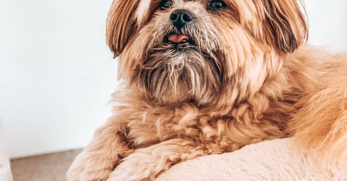How to get dog pee smell out of couch Reddit