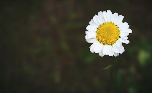 フローラ, 白い花, 背景をぼかした写真の無料の写真素材