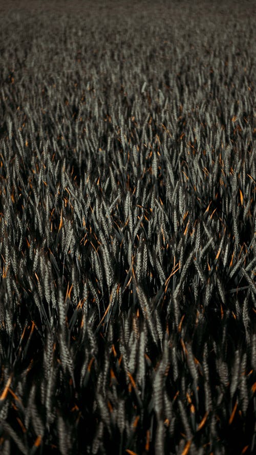 From above of dry wheat spikelets growing in lush agricultural field in countryside