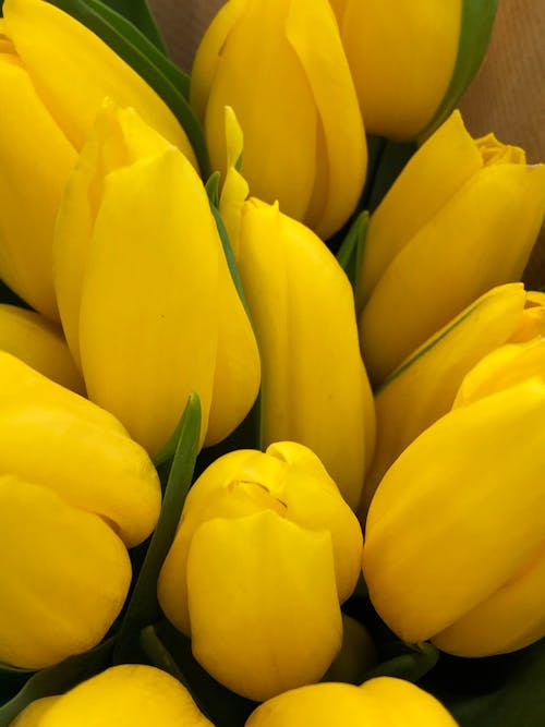 Romantic bouquet of delicate yellow tulips