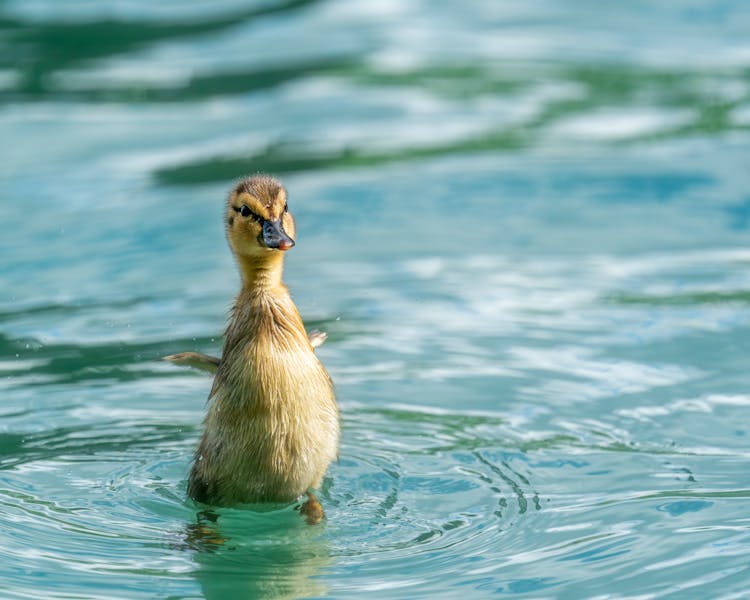 Small Duck Swimming In Lake Water