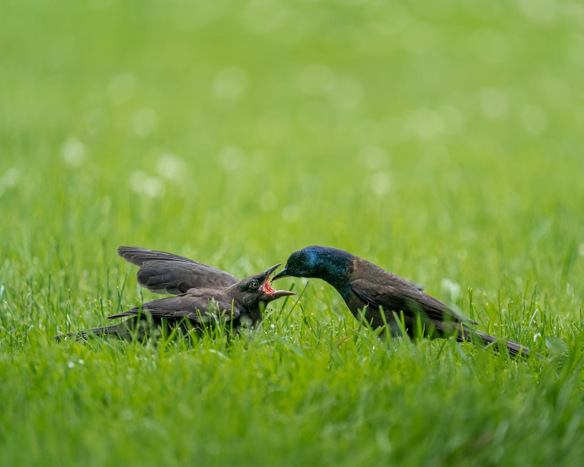 Side view of black common grackle birds feeding each other on green grassy lawn on sunny day