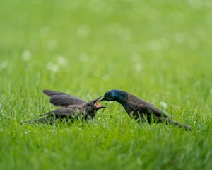 Side view of black common grackle birds feeding each other on green grassy lawn on sunny day
