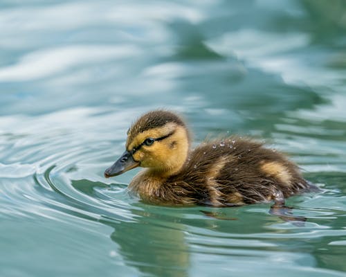 Adorable mallard duckling floating on lake water