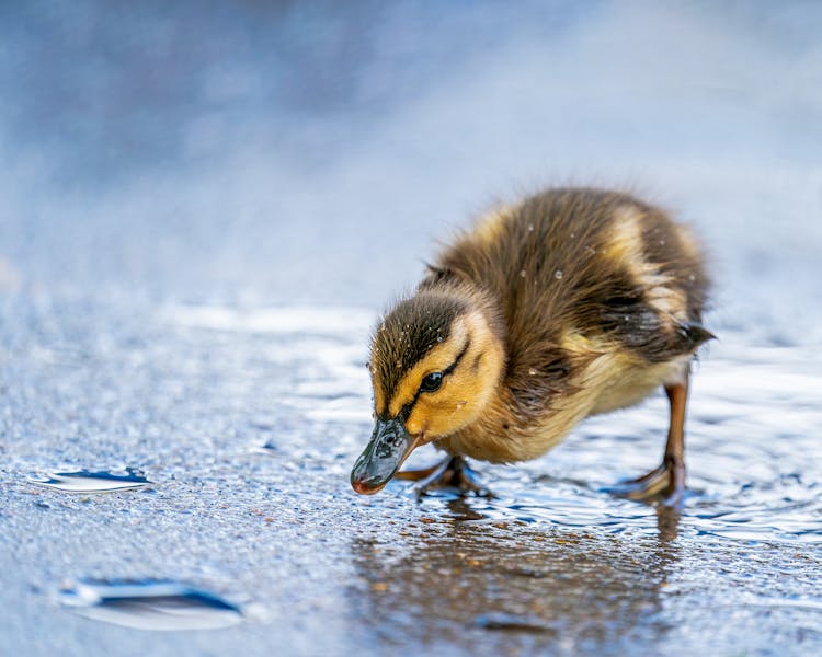 Cute Duckling Drinking Water On Pond Shore